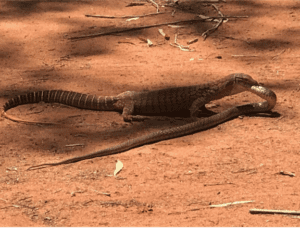 A massive Perentie lizard eats a brown snakeeat